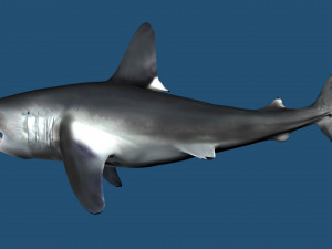 Lamna nasus shark 3D Model