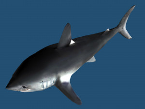 Lamna nasus shark 3D Model