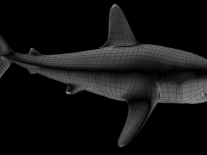 Lamna nasus shark 3D Model