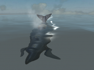 Southern right whale Modelo 3D