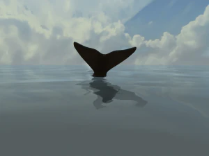 Southern right whale 3D Model