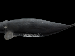 Southern right whale Modelo 3D