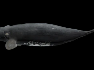 Southern right whale 3D Model