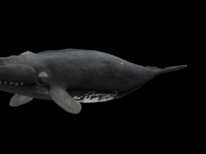 Southern right whale Modelo 3D