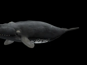 Southern right whale 3D Model