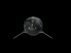Southern right whale Modelo 3D