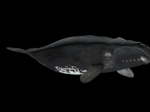 Southern right whale Modelo 3D