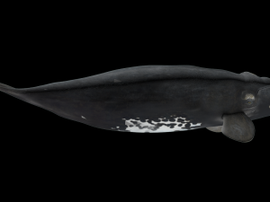 Southern right whale Modelo 3D