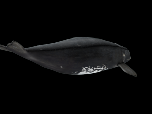 Southern right whale Modelo 3D
