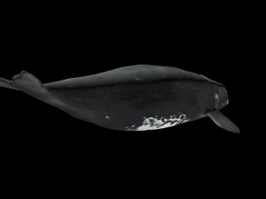 Southern right whale 3D Model