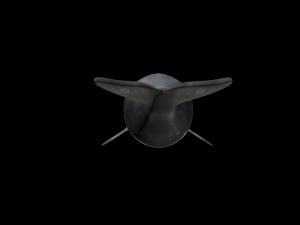 Southern right whale Modelo 3D