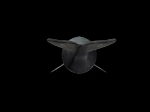 Southern right whale 3D Model