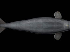 Southern right whale Modelo 3D