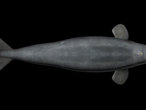 Southern right whale 3D Model