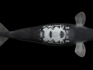 Southern right whale Modelo 3D