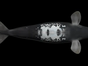 Southern right whale 3D Model
