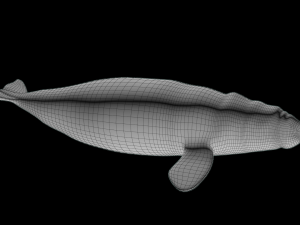 Southern right whale Modelo 3D