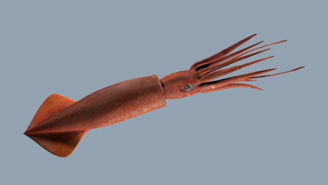 Illex squid Model 3D .c4d .max .obj .3ds .fbx .stl .blend 