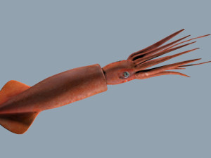 Illex squid 3D Модель