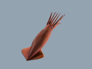 Illex squid Model 3D