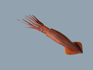 Illex squid Model 3D
