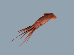 Illex squid Model 3D