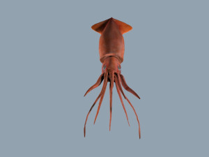 Illex squid Model 3D