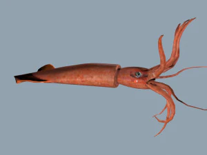 ヤブイカ 3Dモデル