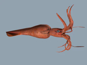 ヤブイカ 3Dモデル