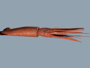 Illex squid Model 3D