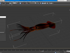 Illex squid Model 3D