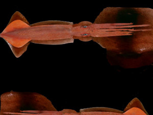 Illex squid Model 3D