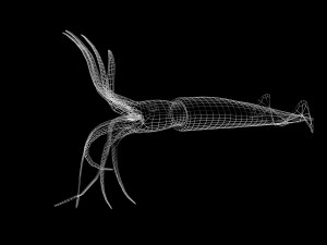 Illex squid Model 3D