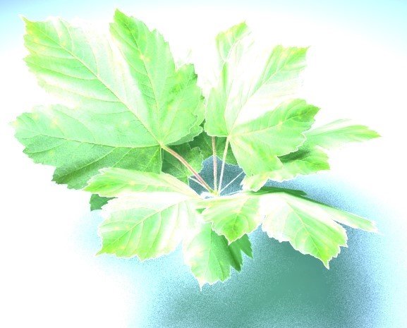 bush Model 3D .c4d .max .obj .3ds .fbx .stl .blend 
