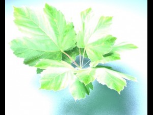 bush 3Dモデル