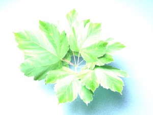 bush Model 3D