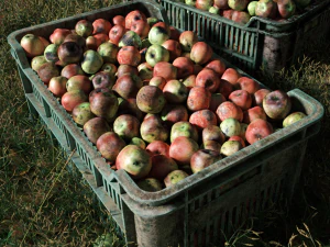 &ccedil;&uuml;r&uuml;k elmalar 3D Model