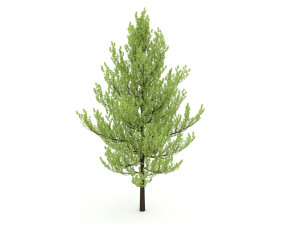 standard tree 3D-Modell
