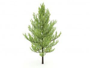 standard tree 3D Model