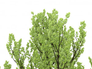 standard tree 3D Model