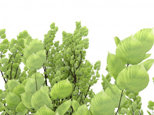 standard tree 3D-Modell