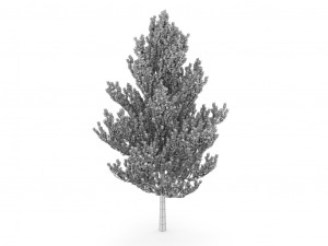 standard tree 3D-Modell