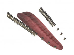 пахицефалозавр 3D Модель