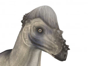 pachycephalosaurus rigged 3D Model