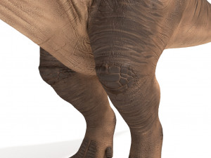 tyrannosaurus rex 3D 模型