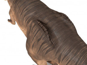 tyrannosaurus rex 3D 模型