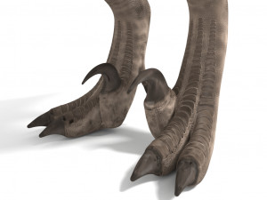velociraptor 3Dモデル