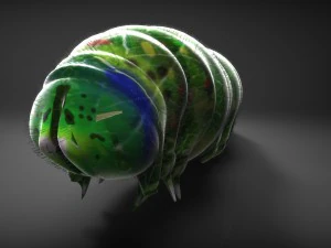 Larva 3D Model