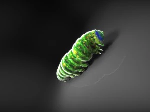 Larva 3D Model