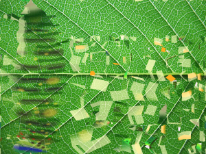 Larva Model 3D